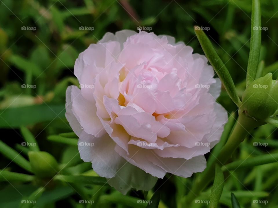 the Portulaca Grandiflora