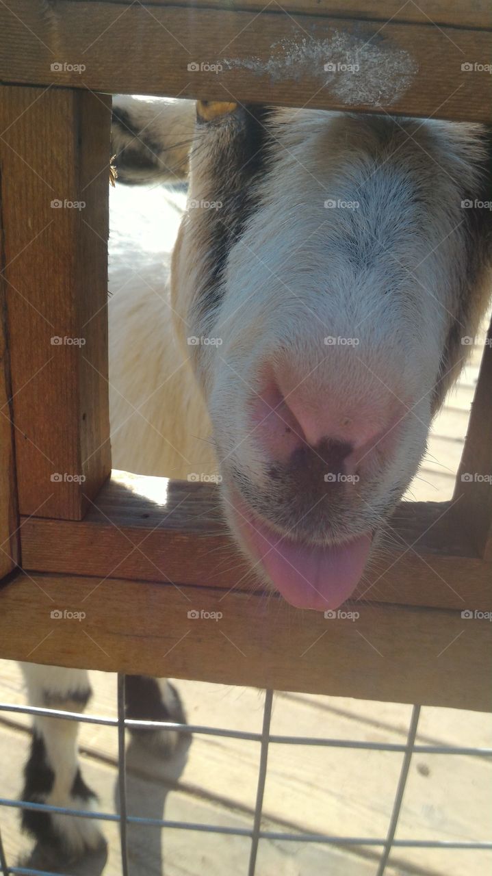 Goat tongue! Funny animals! Make difference! Make connections between lives!