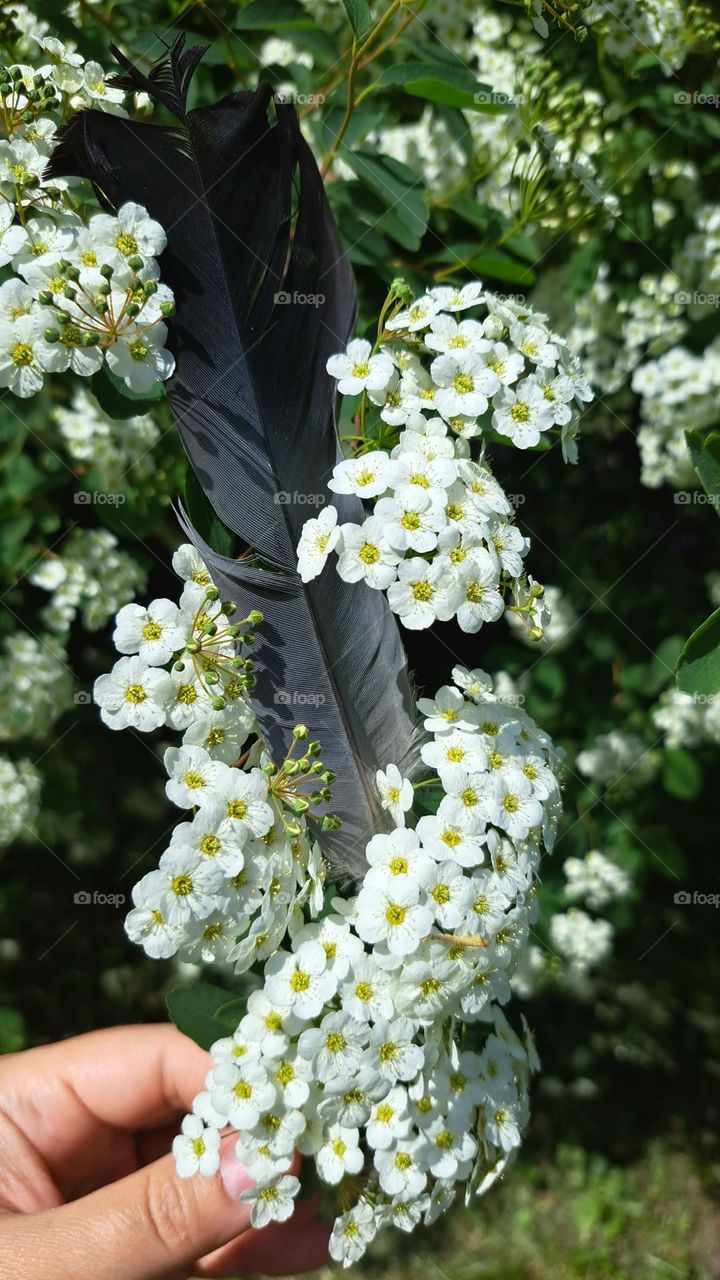 flowers and feather