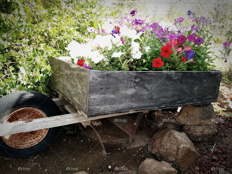 Petunias in a Wheelbarrow