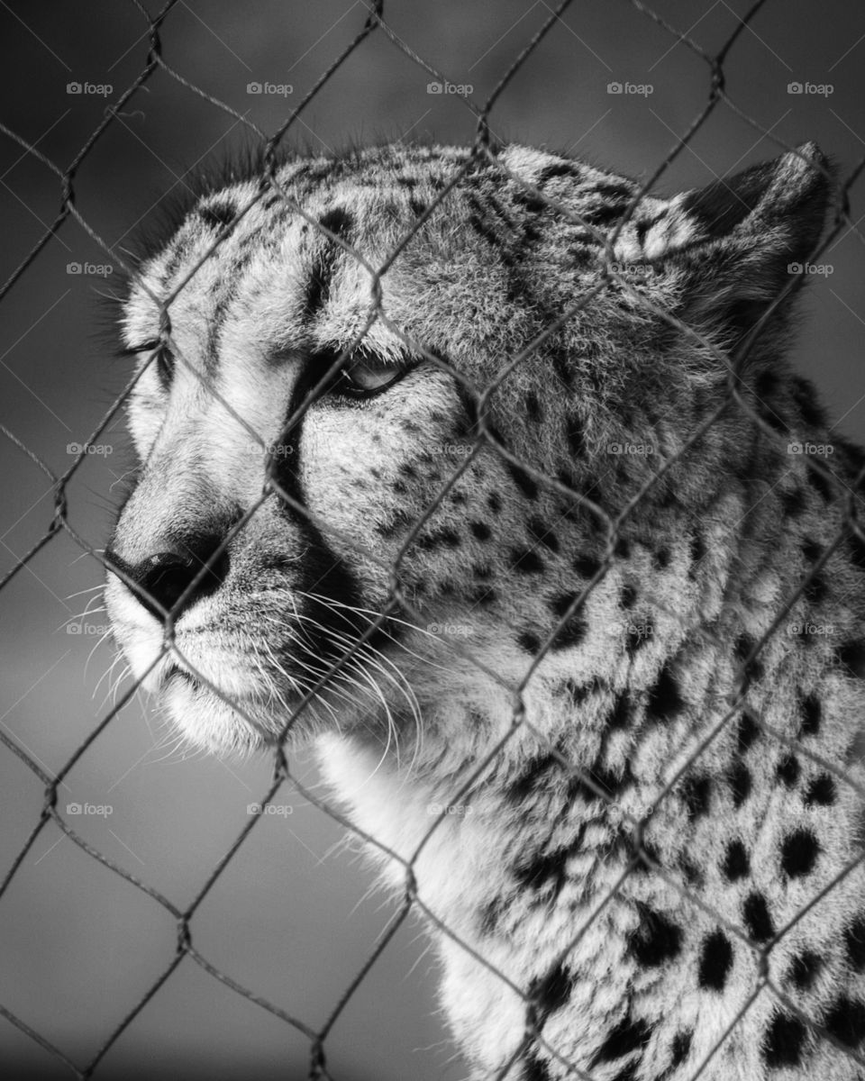 cheetah portrait