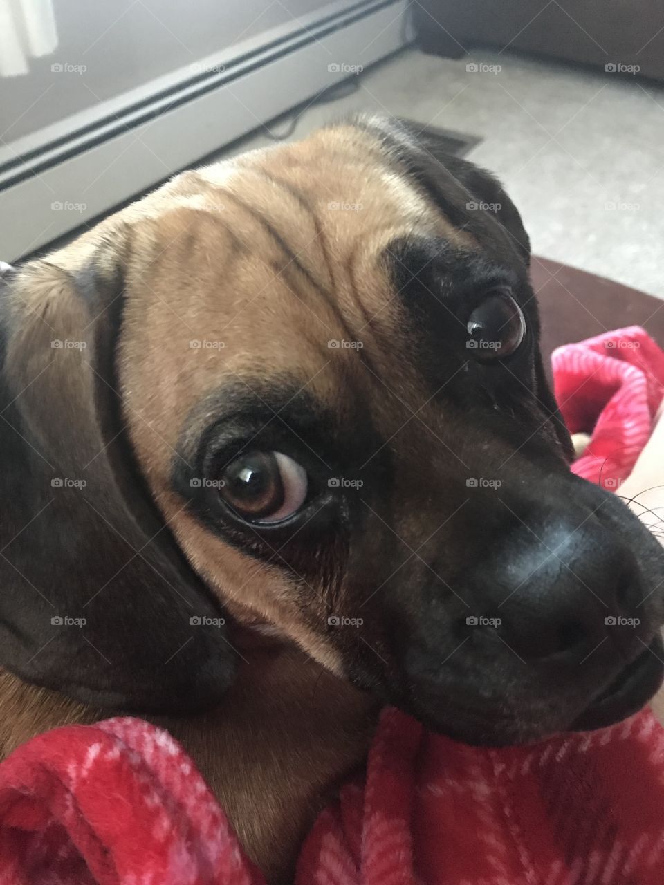Chewy the puggle looking at me
