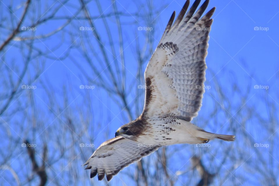 Red-tailed Hawk