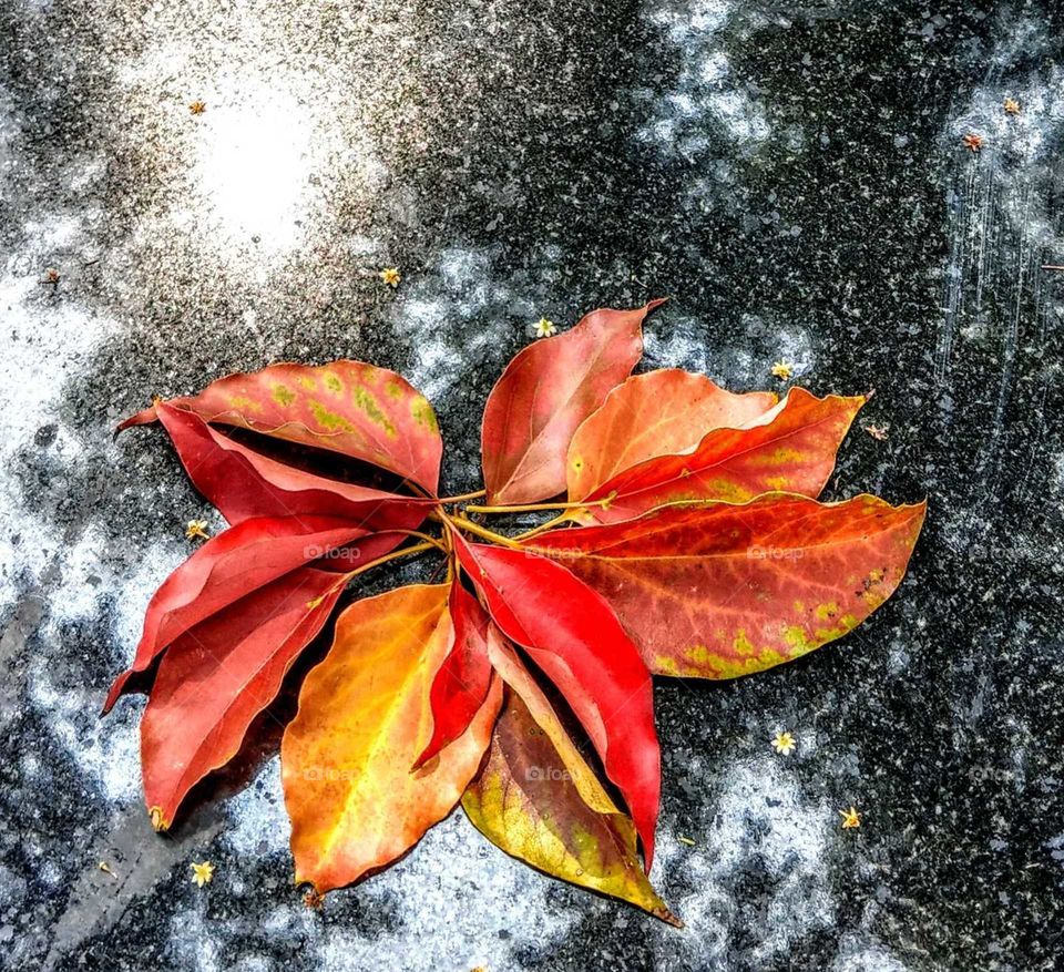 The last red leaves of camphor tree fell on the ground after the rain, I found some leaves and arranged them on a black marble chair, had a reflection of the sun& the tree, plus beautiful, bright leaves, I took photo for them, became a souvenir.