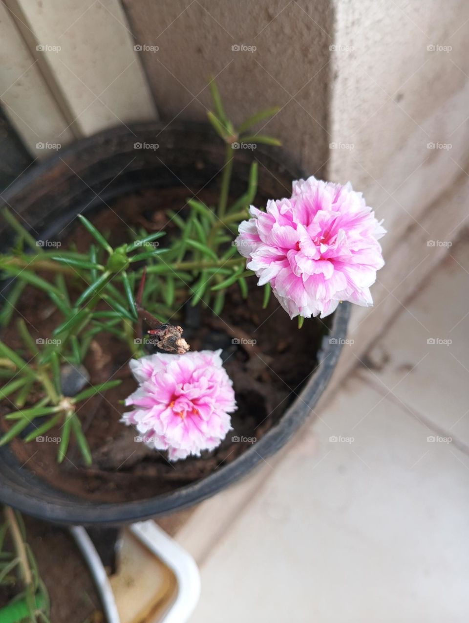 pink flowers in my pot