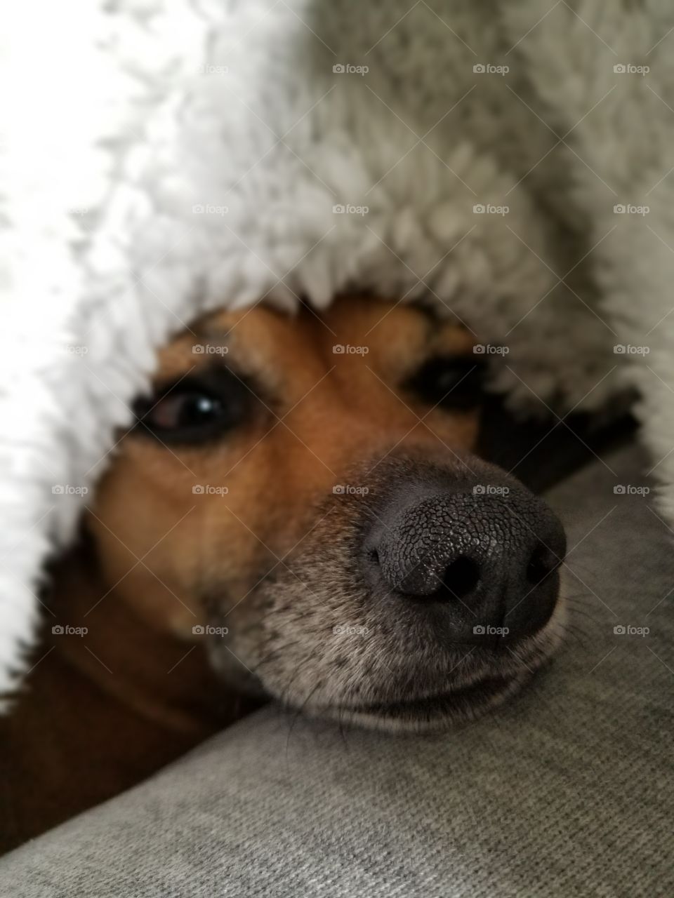 warm doggie on a cold day