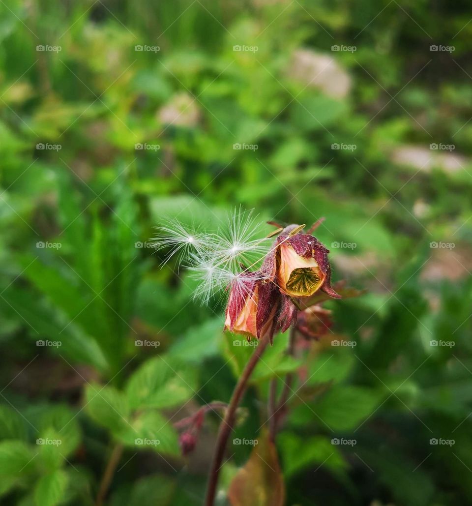 Wildflowers close up