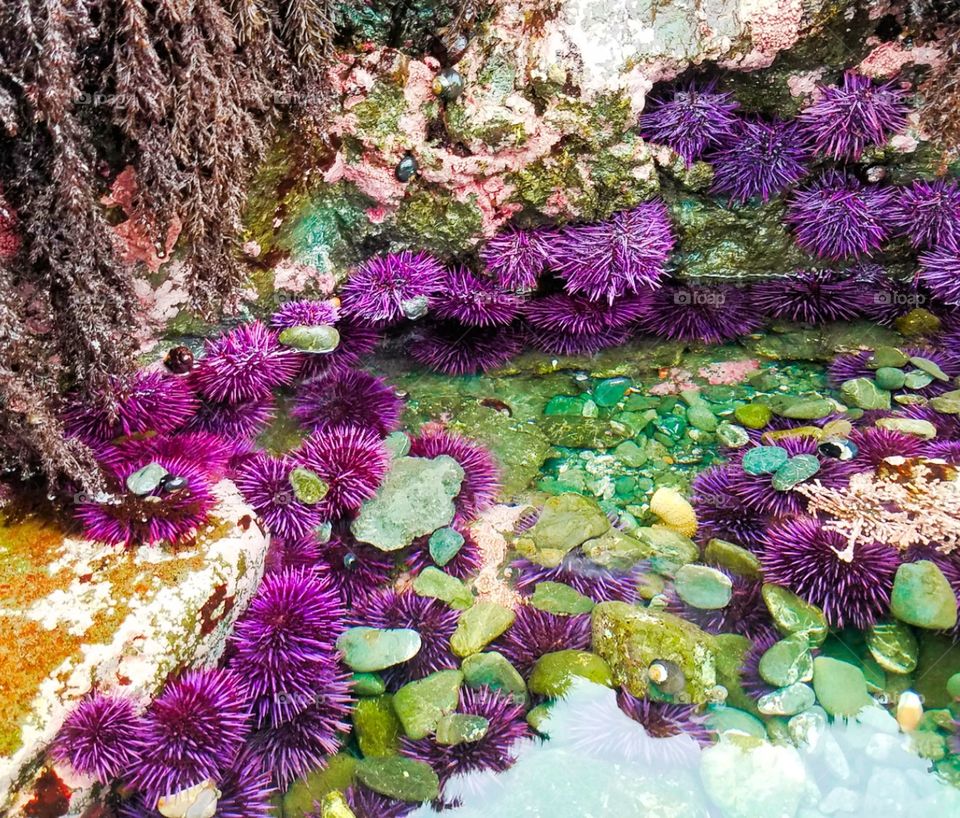 fort bragg tide pool