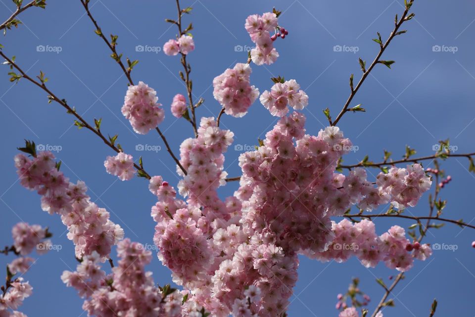 Japanese cherry blossoms up in the sky 