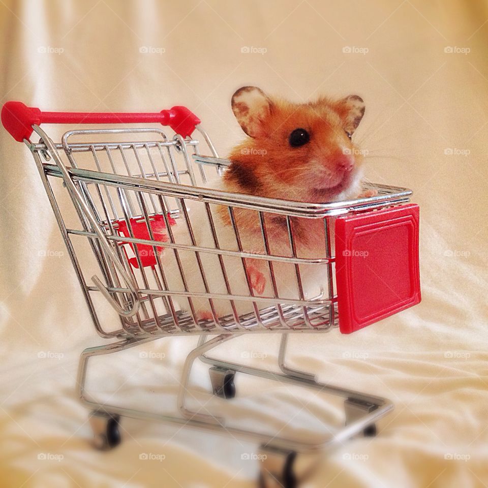 Tinny Shopping hamster