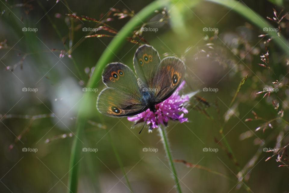 Butterfly wings