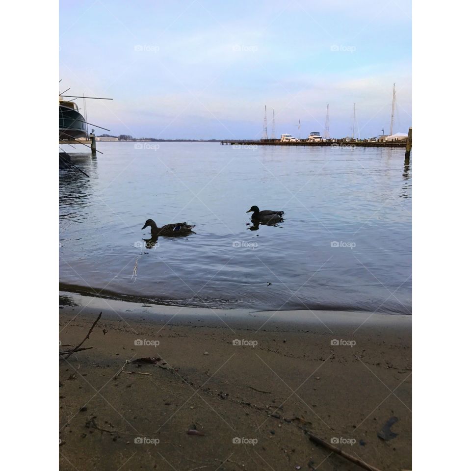 Ducks chilling on the bay