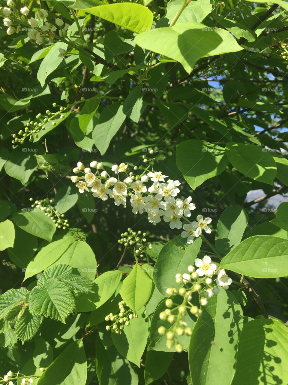 White blooming plant in springtime 