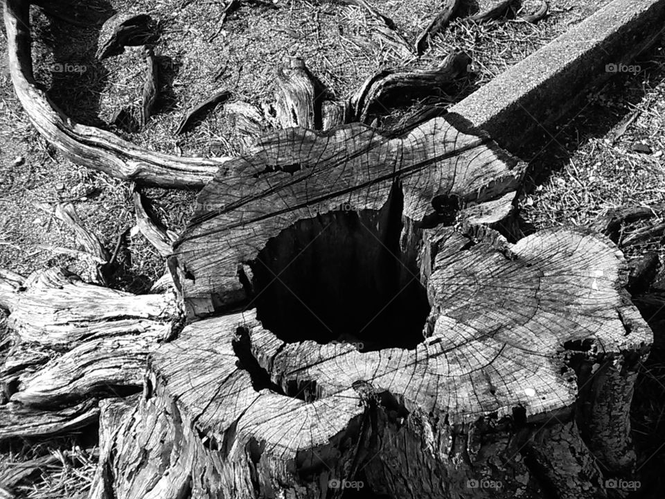 hole in stump
