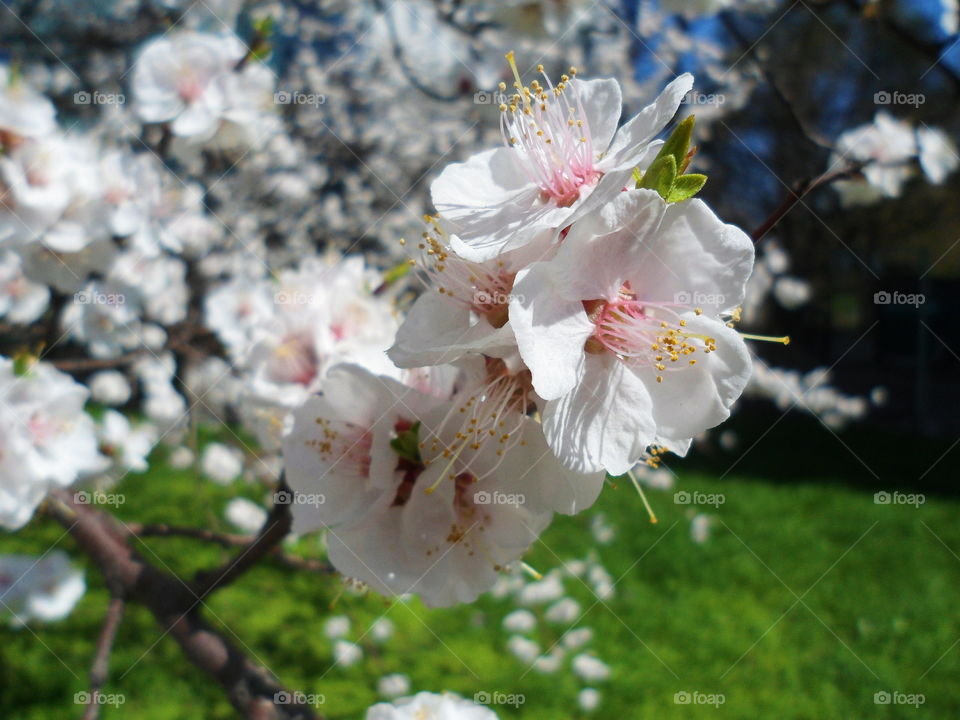 apricot mood,spring 2018