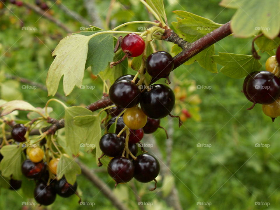 Berries