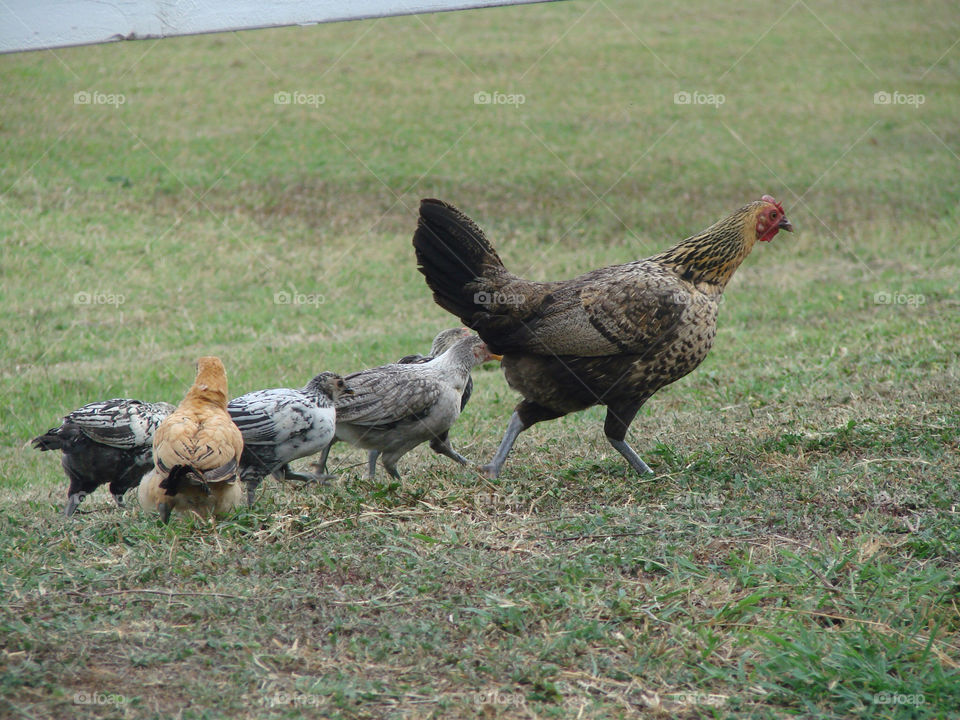 mother farm chicken hen by exworld