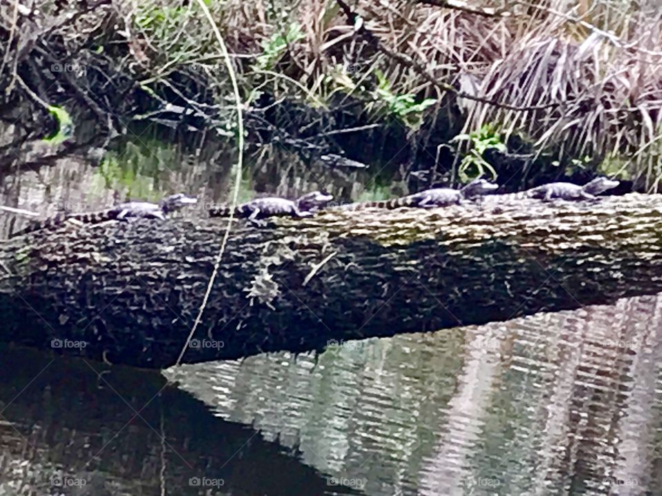 A fallen log full of baby alligators lying in the sun