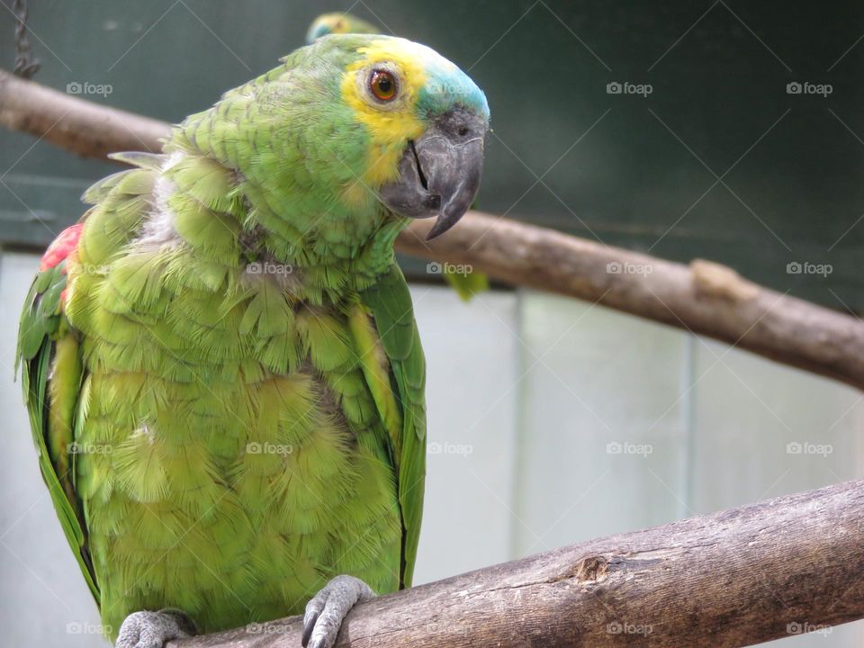 A parrot Turquoise-fronted amazon