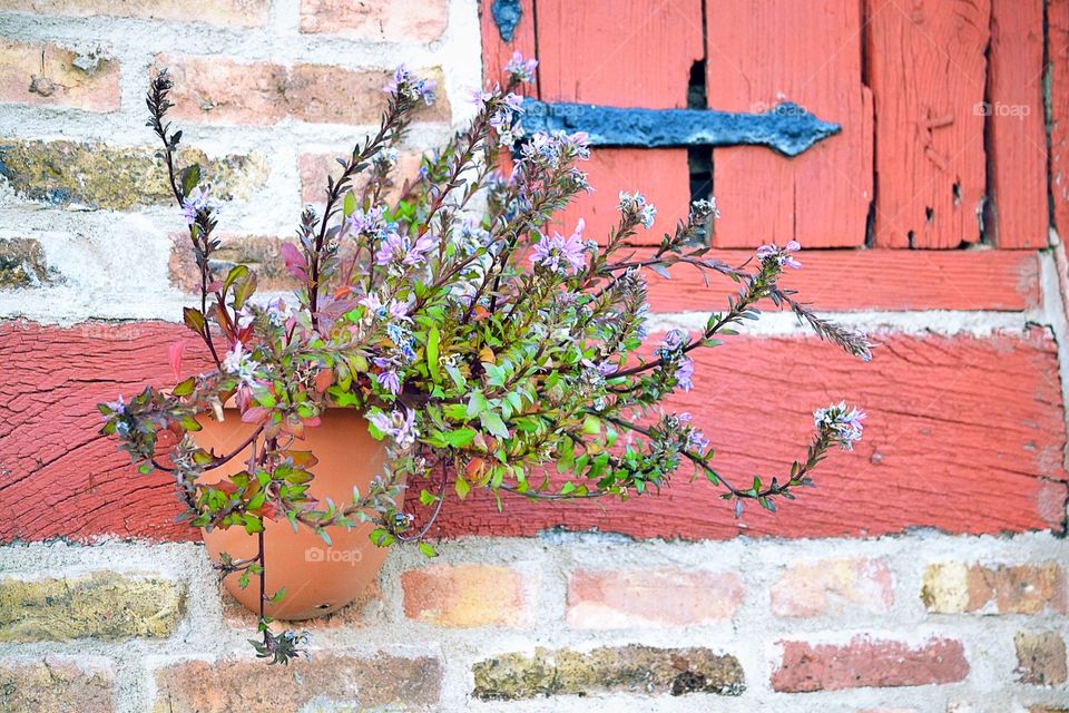 Flower on a old wall