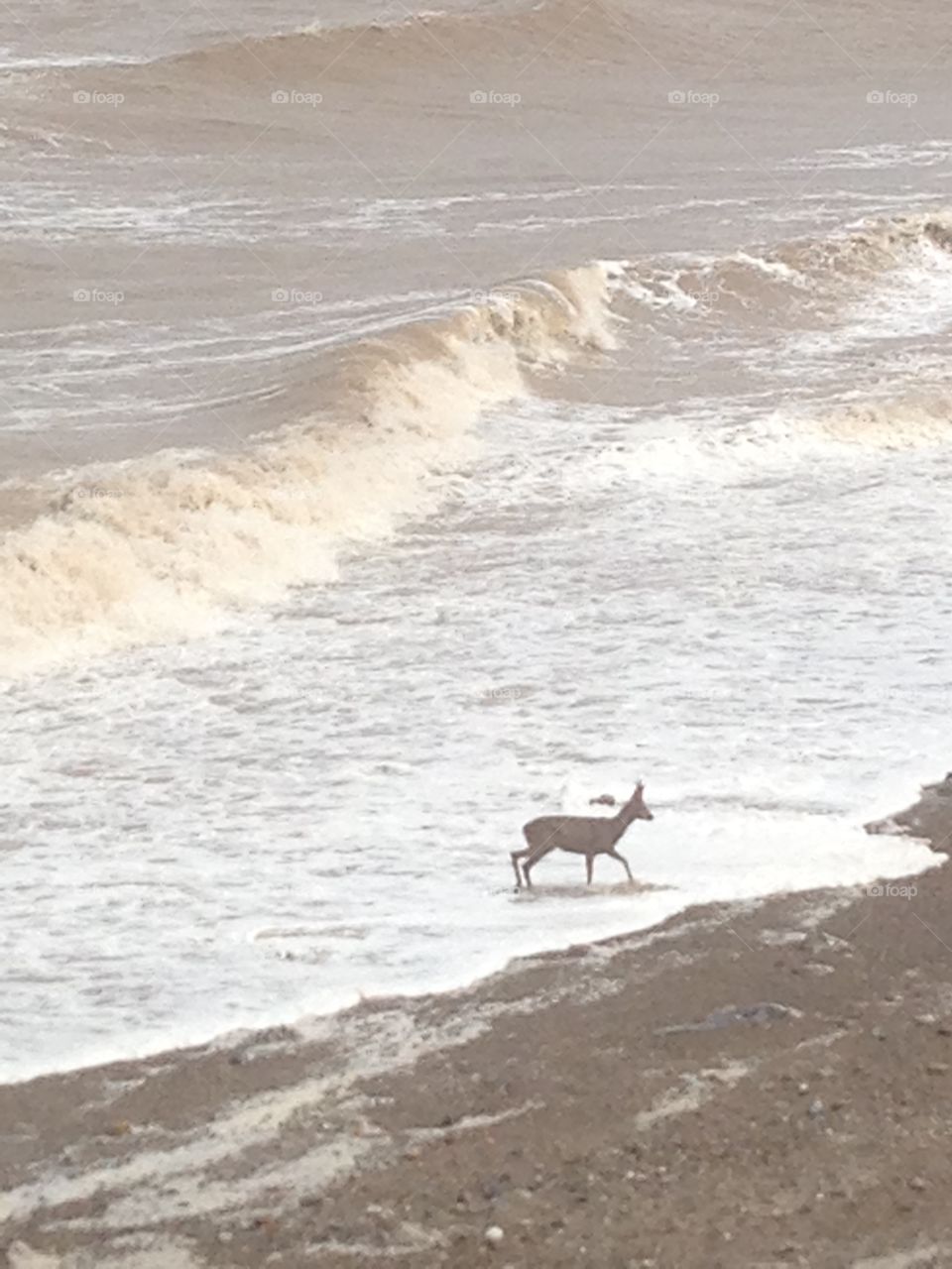 Deer in sea 