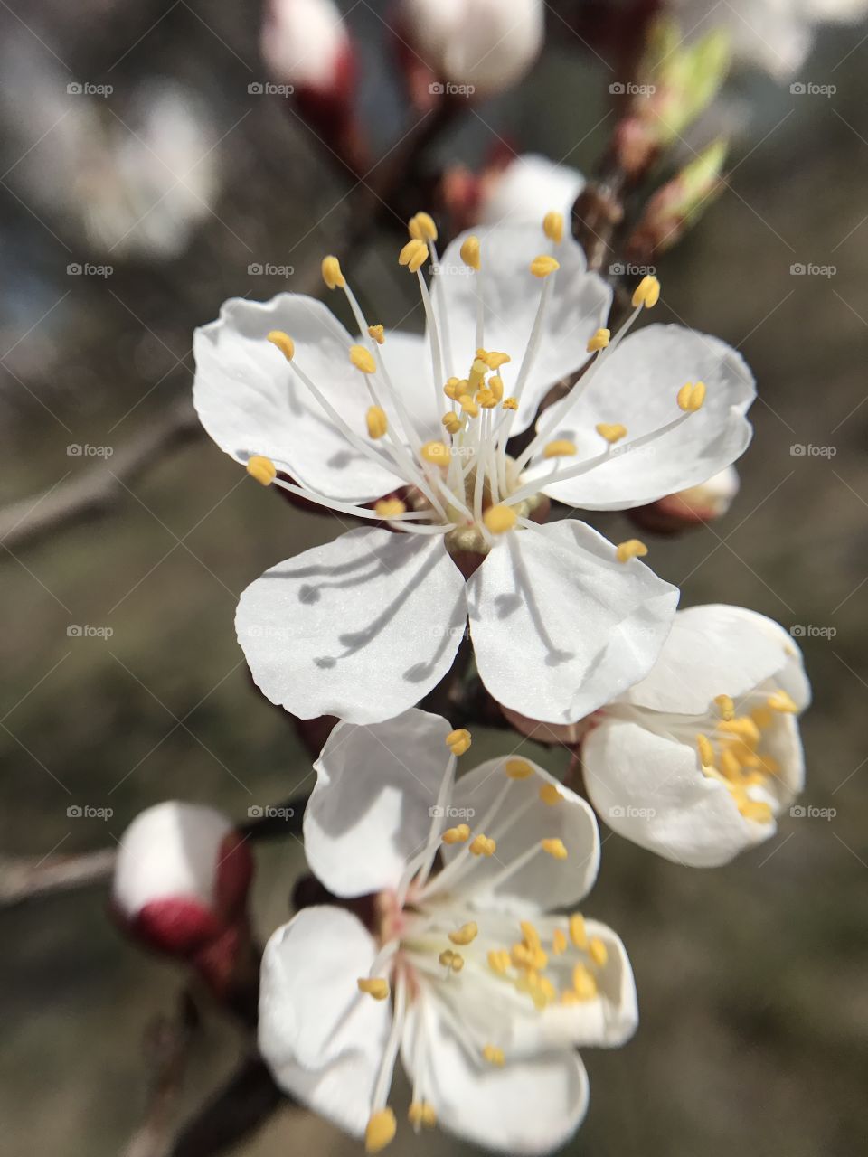 Beautiful spring tree 