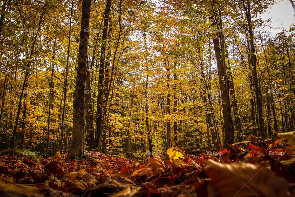 Autumn in a maple forest