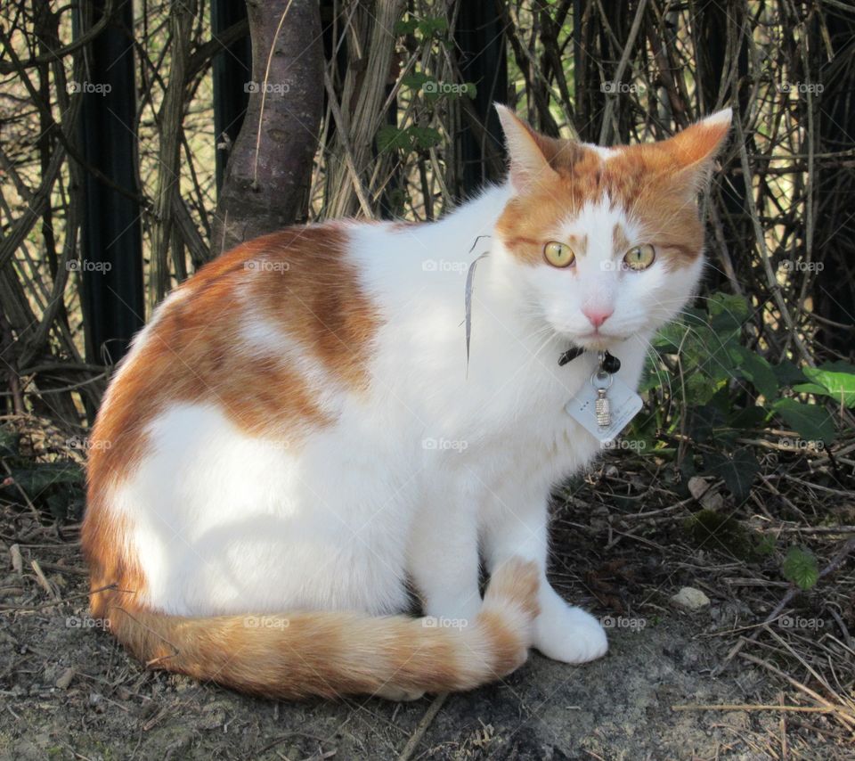 Ginger and white cat