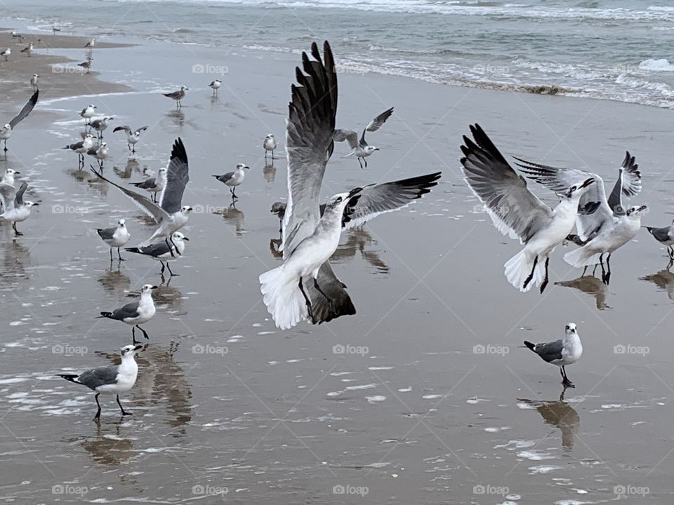 Seagulls