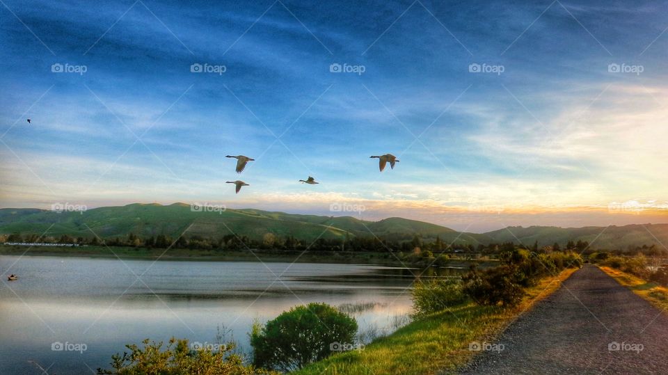 Tranquility . Birds flying over the lake in the still of the early morning