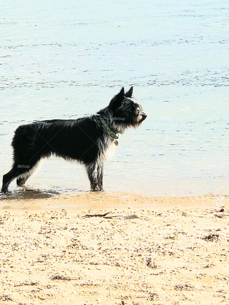 dog beach at Redfish lake