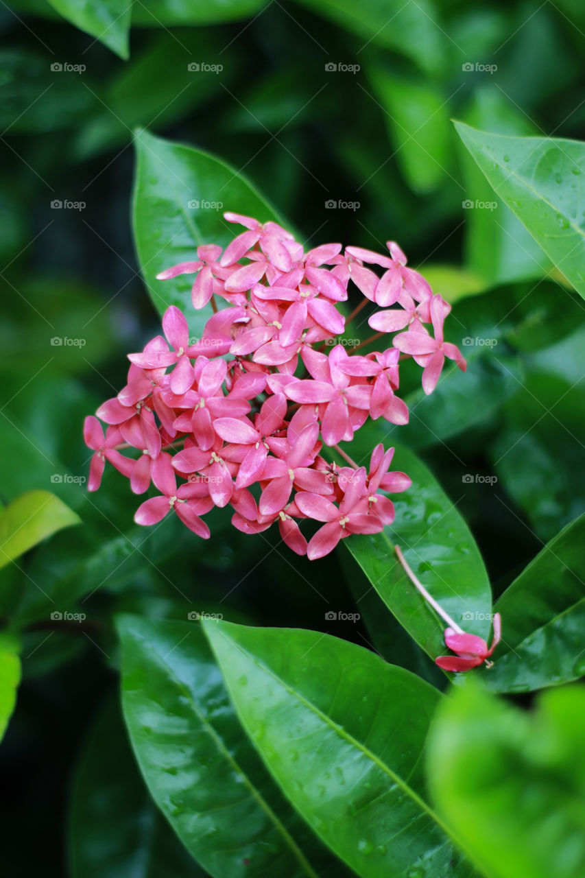 portrait of plant