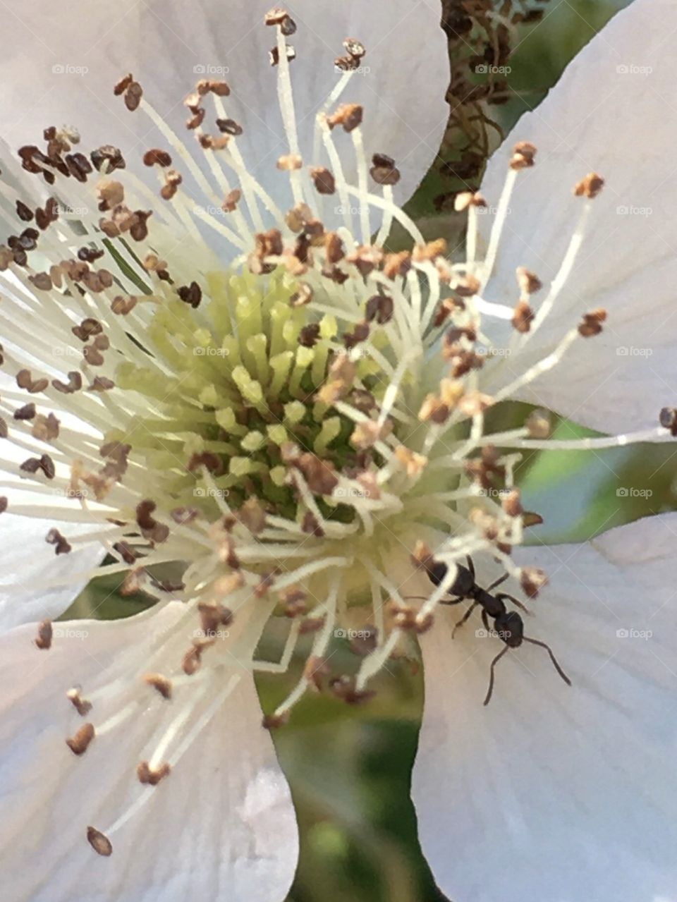 Seeking a Flowers Shade 