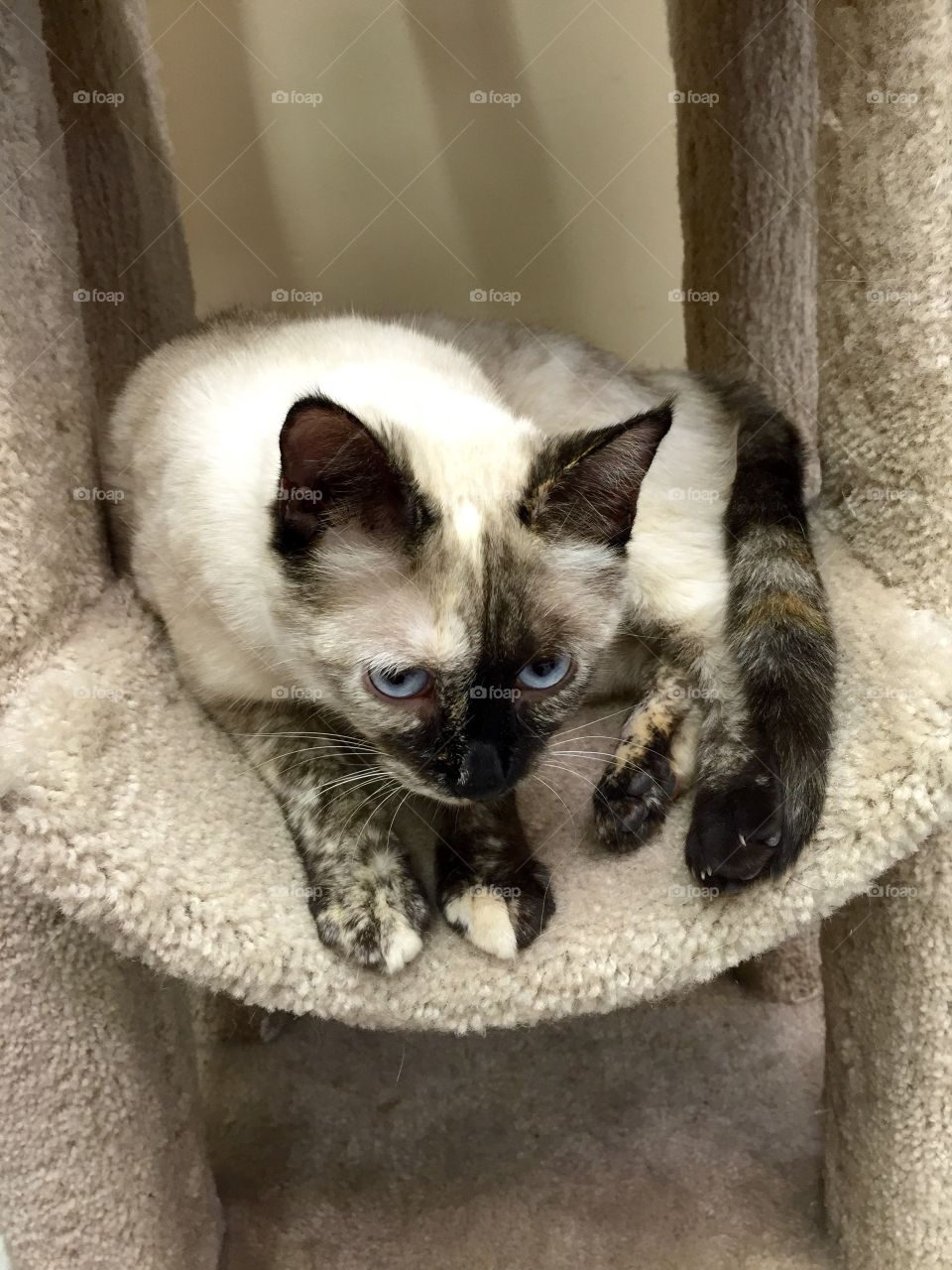 Tortie Lynx Point Siamese Cat