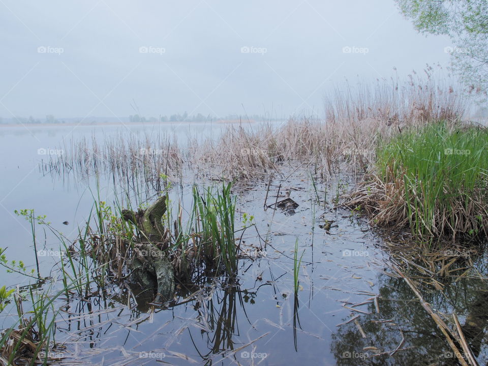 Korzeń w wodzie