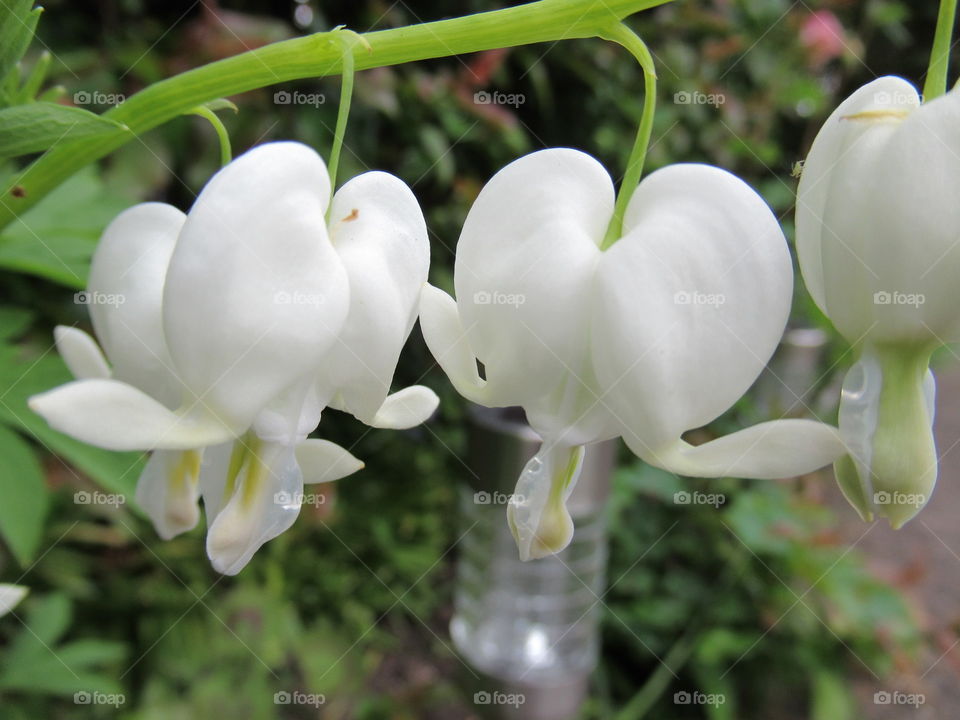 pure white bleeding heart (dicentra)