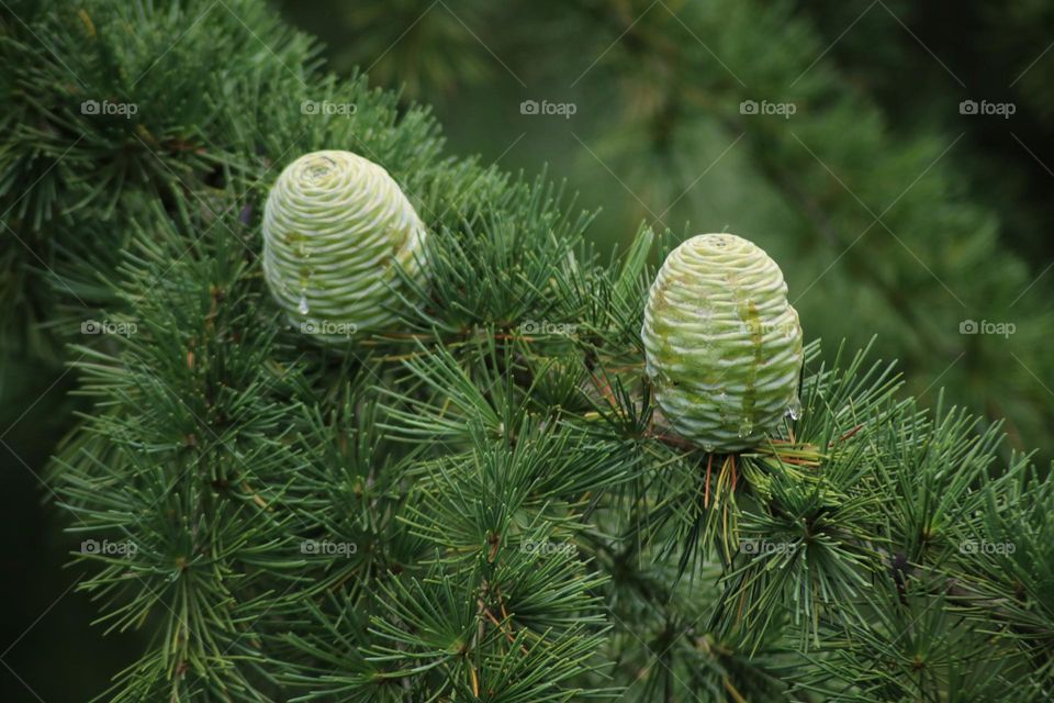 Pine cones