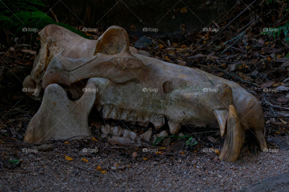 Animal skull