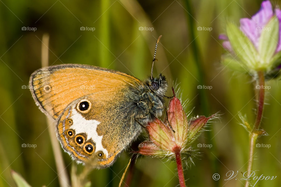 Pearly heath