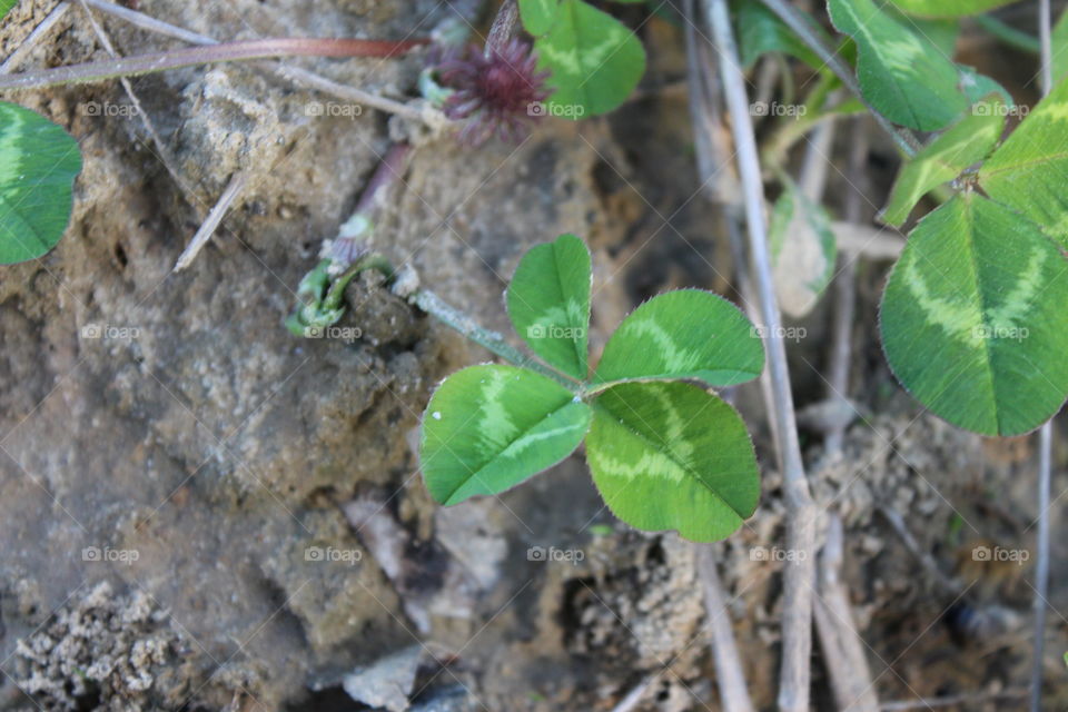 single four leaf clover