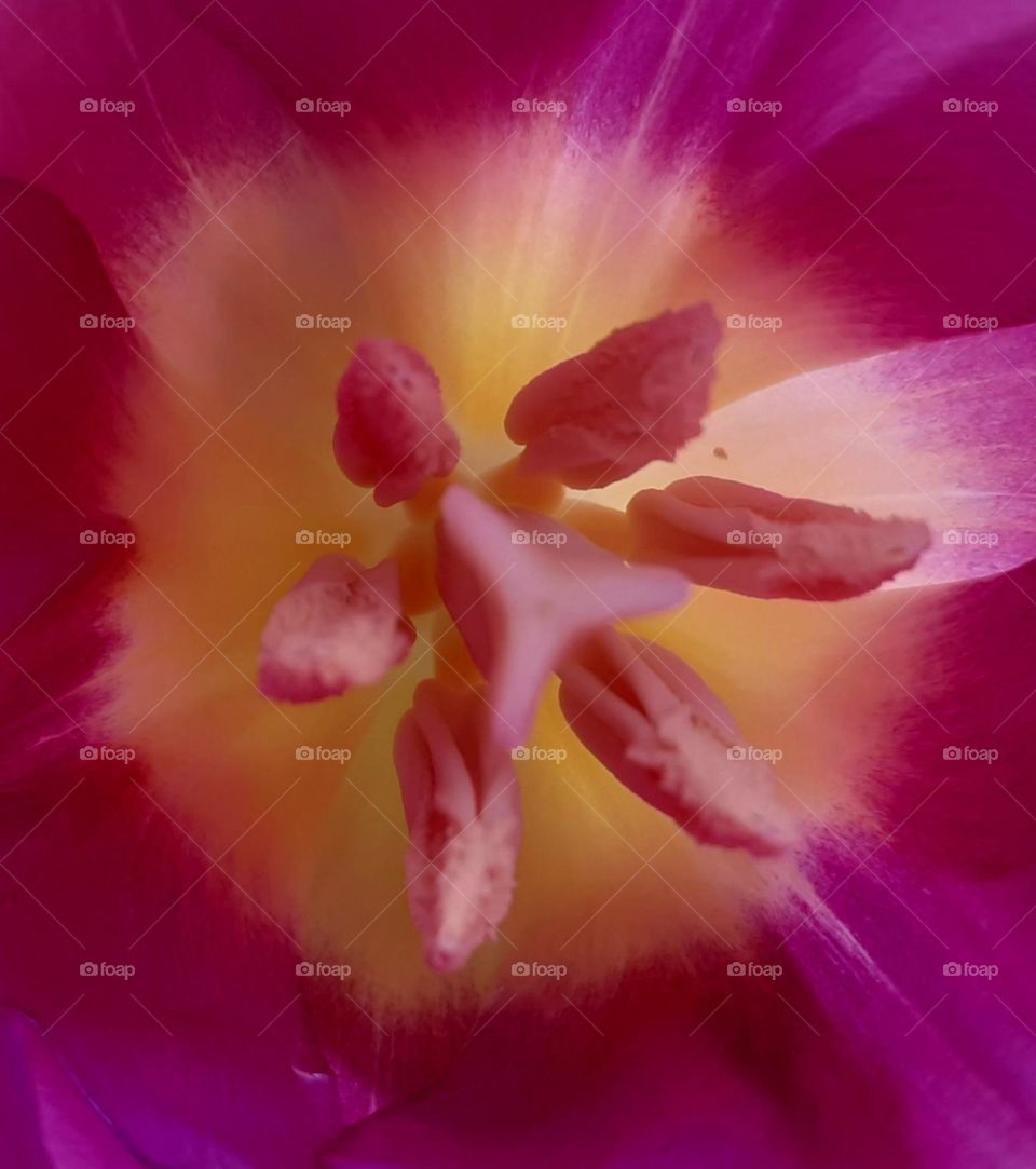 burgundy tulip - the inside of a tulip