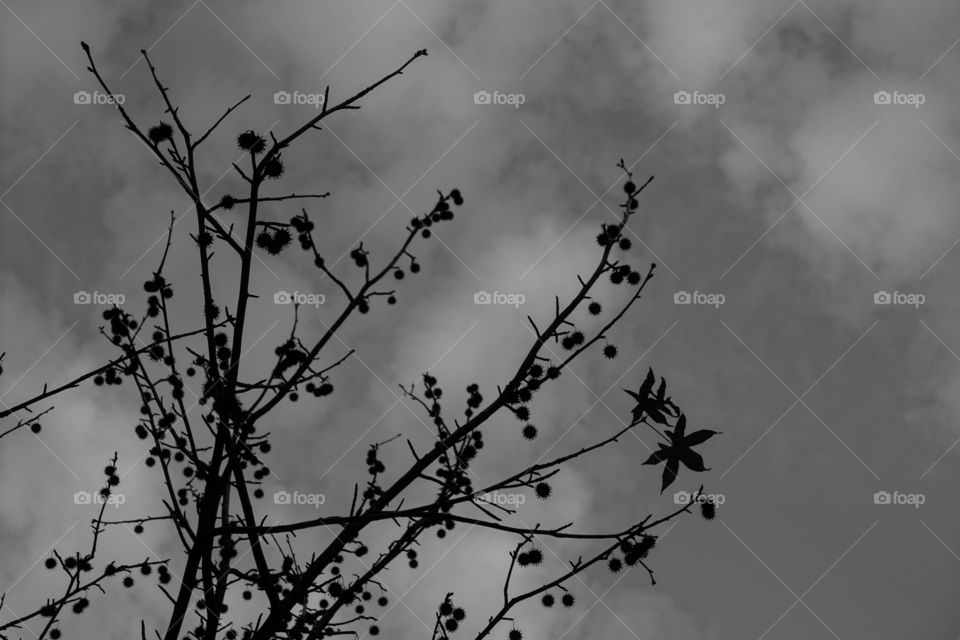 A tree called London Plane Tree. Monochrome image.