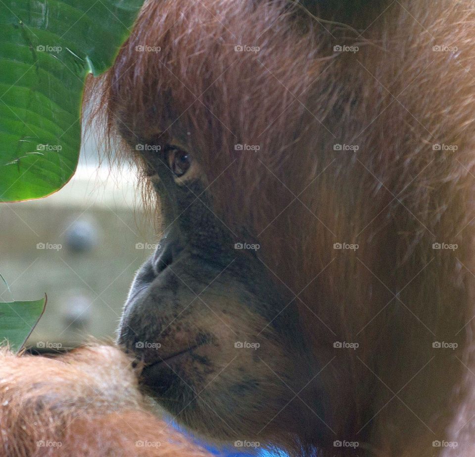 The Toronto Zoo, Toronto, Ontario, Canada