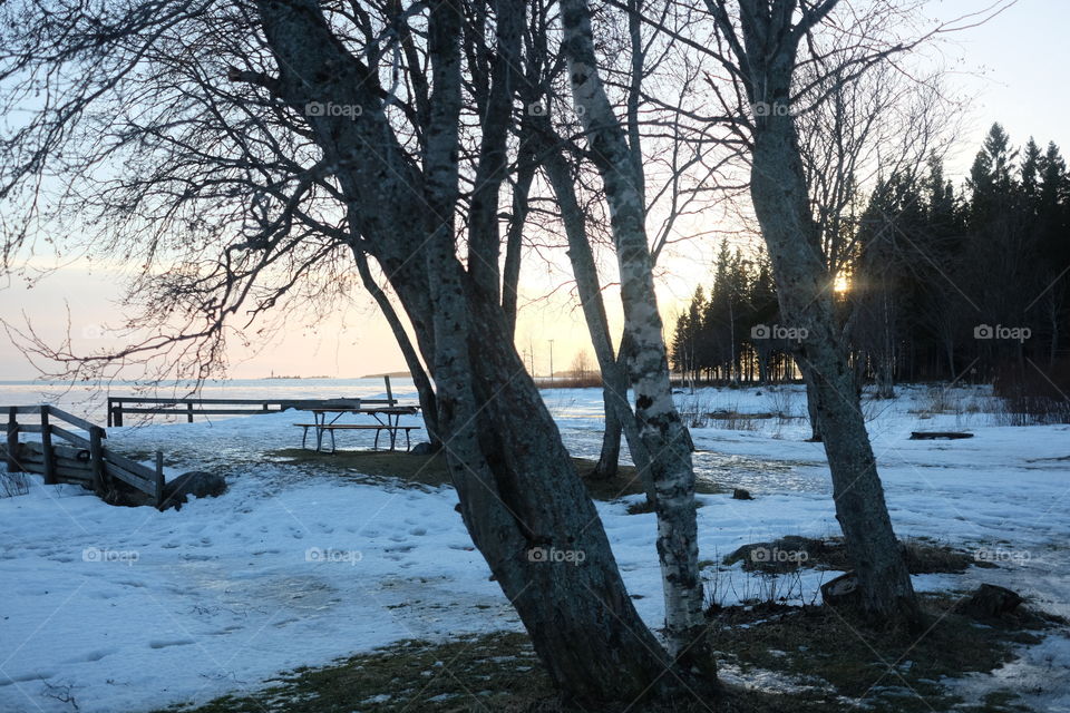 Tree, Winter, Landscape, Snow, Weather