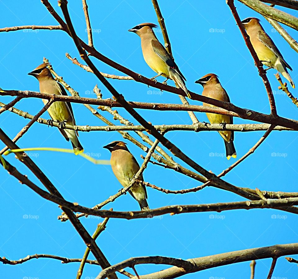 Cedar Waxwings