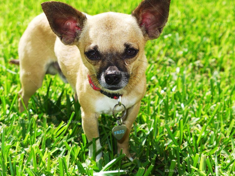 Chihuahua dog staring