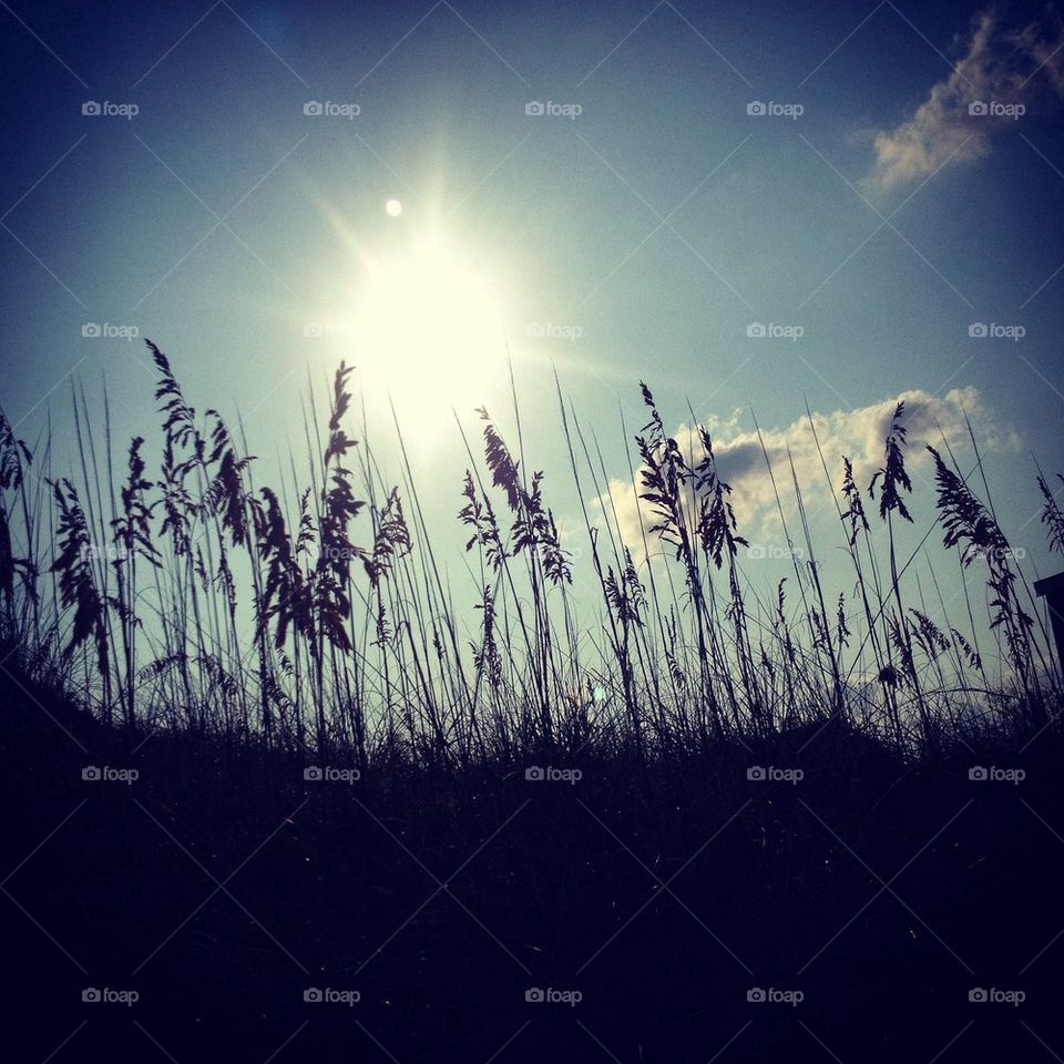 Sea oats 