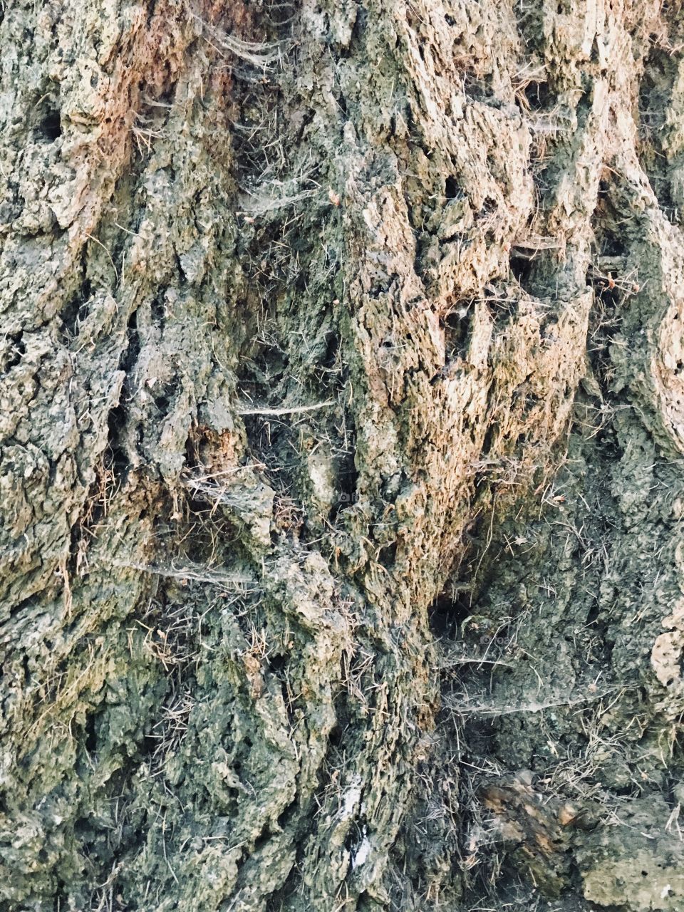 Textured bark