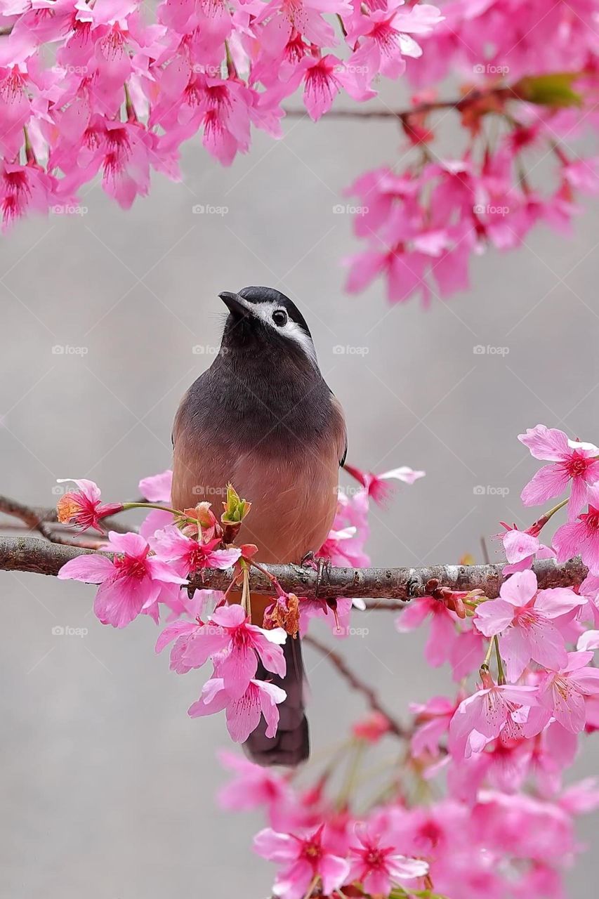 Beautiful and cute bird