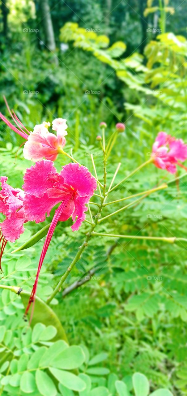 colorful flower 💐